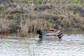 ÃÂnade real Anas platyrhynchos macho y hembra en un dÃÂ­a soleado de manera relajada