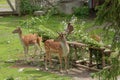 ÃâhtÃÂ¤ri zoo Finland 22.07.2020: Fallow Deers (Dama dama) feeding in ÃâhtÃÂ¤ri Zoo