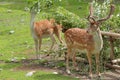 ÃâhtÃÂ¤ri zoo Finland 22.07.2020: Fallow Deers (Dama dama) feeding in ÃâhtÃÂ¤ri Zoo