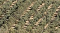 An olive grove on a hillside in KaraisalÃÂ±, Adana