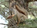 Ãâ°cureuil mangeant une pomme de pin dans un arbre