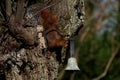 Red squirrel nibbles ball of bird fat