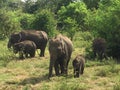 Ãâ°lÃÂ©phants family at Sri Lanka