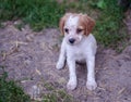 Ãâ°pagneul breton puppy