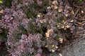 Ãâ°pine-vinette du Japon Japanese barberry Berberis thunbergii.f atropurpurea Royalty Free Stock Photo