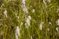 ÃÂÃÂ¡otton grass in the swamp on the green meadow. Marsh, bog, morass, fen, backwater, mire, slough... Wild plants in summer north