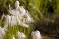 ÃÂÃÂ¡otton grass in the swamp on the green meadow. Marsh, bog, morass, fen, backwater, mire, slough... Wild plants in summer north