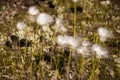 ÃÂÃÂ¡otton grass in the swamp on the green meadow. Marsh, bog, morass, fen, backwater, mire, slough... Wild plants in summer north