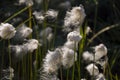 ÃÂÃÂ¡otton grass in the swamp on the green meadow. Marsh, bog, morass, fen, backwater, mire, slough... Wild plants in summer north