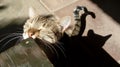 ÃÂ sterilised street tabby lady-cat rubs it's face on a bench with it's eyes closed and cat's shadow Royalty Free Stock Photo
