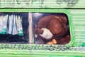 ÃÂ¢eddy bear looking out of old caravan window. Royalty Free Stock Photo