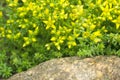 ÃÂ£ellow succulents flowers and leaves on a rock