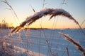 Ãâ¬lants covered with snow