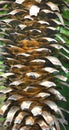 ÃÂ¢runk of palm tree close up. Panorama. Royalty Free Stock Photo