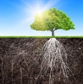 A tree and soil with roots and grass 3D illustration Royalty Free Stock Photo