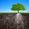 A tree and soil with roots and grass 3D illustration Royalty Free Stock Photo