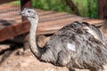 The `ÃâandÃÂº` common rhea or pampas choique Rhea americana is a species of bird of the Rheidae family Royalty Free Stock Photo