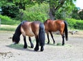 Horses at ÃâverjÃÂ¤rva GÃÂ¥rd in Solna in Stockholm County