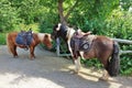 Horses at ÃâverjÃÂ¤rva GÃÂ¥rd in Solna in Stockholm County