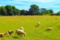 ÃÂ flock of sheep grazing on a roadside pasture England Royalty Free Stock Photo