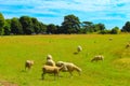 ÃÂ flock of sheep grazing on a roadside pasture England Royalty Free Stock Photo