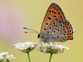 ÃÂ° butterfly Lycaena thersamon on a field flower on a summer day in a forest glade