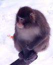 ÃÂ sad monkey ÃÂ¾n the snow with orange peels