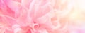 ÃÂbstract romance background with delicate pink peonies flowers, close-up. Romantic banner with free copy space