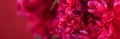 ÃÂbstract romance background with delicate red peonies flowers, close-up. Romantic banner with free copy