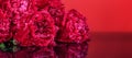 ÃÂbstract romance background with delicate red peonies flowers, close-up. Romantic banner