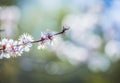 Apricot plum tree Blossom in spring time, beautiful white flowers, soft focus. Macro image with copy space. Natural seasonal Royalty Free Stock Photo
