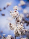 Apricot plum tree Blossom in spring time, beautiful white flowers, soft focus. Macro image with copy space. Natural seasonal Royalty Free Stock Photo