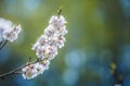 Apricot plum tree Blossom in spring time, beautiful white flowers, soft focus. Macro image with copy space. Natural seasonal Royalty Free Stock Photo