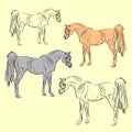 Set of four horses, isolated drawings