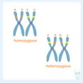 Chromosome banner. Homozygous and heterozygous hromosome stock vector illustration for healthcare