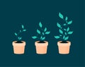 Phases plant growing. Vector illustration