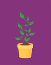 Phases plant growing. Vector illustration