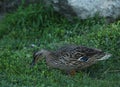 ÃÅallard duck ÃÂnas platyrhynchos. Single birds standing on the grass in a bright ÃÅÃÂ°y day. Beautiful birds, looking for lo