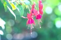 Ã Â¸ÂºBlurred  Fuchsia hybrids flowers or lady`s eardrops blooming in garden background Royalty Free Stock Photo