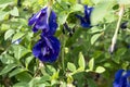 Ã Â¸ÂºButterfly pea or Clitoria flowers bloom purple color.