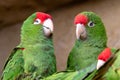 Ã¯Â»Â¿Group of parrots  Psittacara frontatus. Green parrots Royalty Free Stock Photo