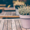 Potted white heather flowers outdoors Stock Photo