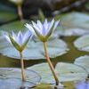 False Lotus Stock Photo
