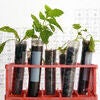 Botanical research. Plants growing in test tubes in a research laboratory Stock Photo