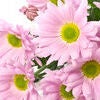Pink flowers  Stock Photo