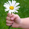 For you. Childs hand holding out a daisy for you! Soft focus Stock Photo