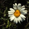 White daisy  Stock Photo