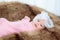 0-1 month Asian newborn baby lie down on brown fur in studio, toddler infant open eye seeking some voice near her, baby open eye