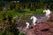 0000270_Baby and two adult goats stand watch along the Hidden Lake Trail - Glacier National Park, Montana_2415