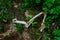 0000324 Animal bones among the vegetation at Glacier National Park Montana 5090